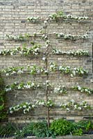 Malus 'Red Sentinel' trained as an espalier on a wall.