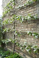 Malus 'Red Sentinel' trained as an espalier on a wall.