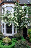 Formal front garden of Victorian town house with clipped box parterre, standard Ilex trees, hedera in stone urn. Rosa 'Madame Alfred Carriere' trained on house. May