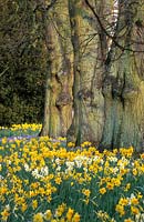 Narcissus - naturalised beneath avenue of lime trees