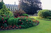 Peonies in a border with view of Clare College, Cambridge. June