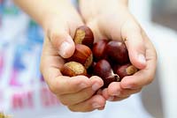Castanea Sativa - Sweet chestnuts 