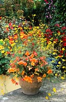 Container in summer with begonias and Bidens