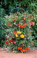 Container in summer with begonias and Convolvulus sabatius