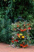 Container in summer with begonias and Convolvulus sabatius