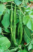 Phaseolus coccineus - Runner beans