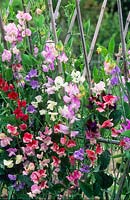 Mixed old fashioned sweet peas growing on traditional bamboo support