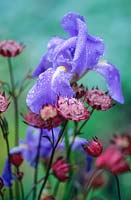 Astrantis and bearded iris with rain drops