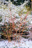 Cornus sanguinea 'Winter Beauty' after snow. January.