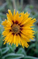 Coreopsis grandiflora. Close-up of yellow flower after first frost in Autumn. November.