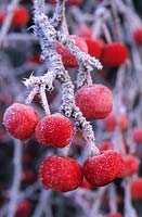 Malus 'Red Sentinel'. Fruits with frost