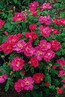 Rosa gallica var. officinalis