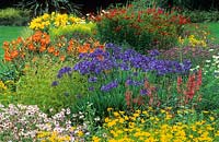Colourful mixed summer border with Coreopsis verticillata 'Grandiflora', phygelius, agapanthus, Hemerocallis 'Holiday Moon' and helenium. Bressingham Gardens.