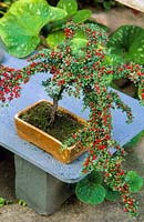 Home grown bonsai Cotoneaster horizontalis tree with berries. May