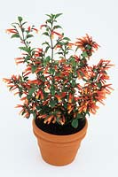Justicia rizzinii AGM - tender evergreen shrub in terracotta pot on white background