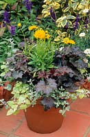 Terracotta pot on patio with Heuchera, Coreopsis and Helichrysum petiolare. July