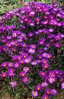Aster amellus 'Veilchenkonigin' 'Violet Queen' flowering in October
