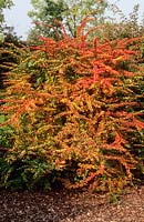 Berberis thunbergii. Autumn colouring. October.