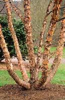 Betula nigra. Multi-stemmed tree. Peeling bark. Winter