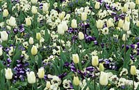Mixed spring border with Tulipa 'Kansas' - Triumph, Myosotis 'Blue Ball', Viola x wittrockiana 'Beaconsfield' and Viola x wittrockiana 'Universal white with blotch'