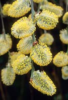 Salix caprea 'Pendula' Kilmarnock Willow