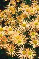 Chrysanthemum 'Mary Stoker'. October.