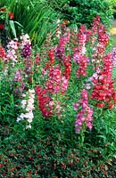 Penstemon gloxinioides 'Victorian Mixed' with Cuphea in foreground.