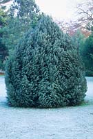 Pinus cembroides monophylla. November