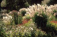 Miscanthus sinensis 'Grosse Fontaine' with Persicaria amplexicaulis 'Firetail', Anemone x hybrida and other grasses. Beth Chatto Gardens. October