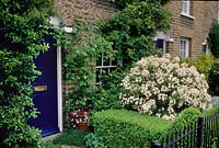 Small front garden of town house with Choisya 'Aztec Pearl', Buxus hedge, Viola in pot, Blue front door, pyracantha, Hydrangea petiolaris, Railings.