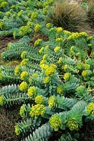 Euphorbia myrsinites. March