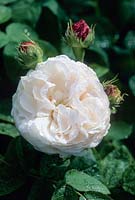 Rosa 'Blanchefleur' - Centifolia Gallica Rose. June