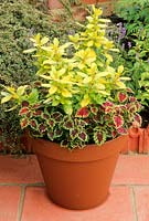 Terracotta pot on patio with solenostemon - Coleus and Escallonia laevis 'Gold Brian'