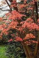 Aesculus x neglecta 'Erythroblastos'. Tree in woodland garden with spring foliage showing initial pink colouring. Early April.