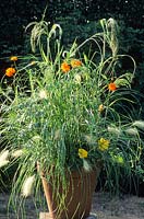 Grasses in terracotta pot. Pennisetum villosum, Panicum violaceum with Cosmos and Oenothera. 