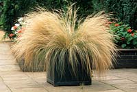 Stipa tenuissima planted in Versailles tub on patio. August