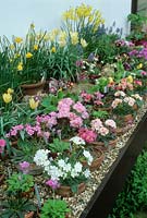 Bench in alpine house. Pots plunged in gravel. Spring. Lewisias, Primulas, species tulips, Primula auriculas and narcissus. April