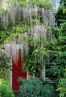 Wisteria floribunda 'Multijuga' growing on front of Victorian house. Red front door, lavender. Elm Street, Cambridge.