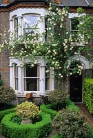 Formal front garden of victorian town house with clipped box parterre, standard Ilex trees, hedera in stone urn. Rosa 'Madame Alfred Carriere' trained on house. May