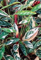 Ctenanthe oppenheimiana 'Tricolor'. Never-never plant. Variegated foliage.