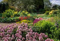 Dry garden with Bergenia 'Beethoven', euphorbias,  Erysimum 'Bowles Mauve' and Anemone x fulgens. Beth Chatto Gardens, April