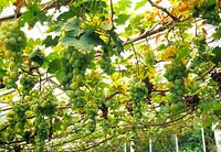 Vitis vinifera - Interior of conservatory roof with crop of white and black grapes ripening