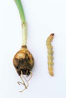 Common Swift Moth larva - Korscheltellus lupulina - next to Galanthus nivalis bulb showing damage