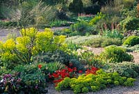 Dry garden with Anemone x fulgens, euphorbias, bergenia, spartium and yucca. Beth Chatto Gardens, April