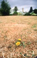 Lawn affected by drought showing brown grass but green dandelion. 