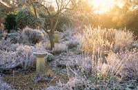 View of frosty herb garden with bird bath and quince tree
