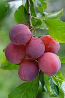 Prunus domestica 'Victoria' - plums
