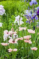 Combination of Iris 'Pearl Chiffon', Iris germanica and Papaver 'Karine'