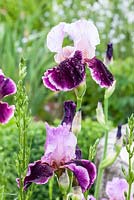 Iris 'Violet Turner', Iris germanica