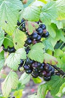 Ribes nigrum 'Noiroma' - Blackcurrants 